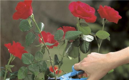 Ножницы 